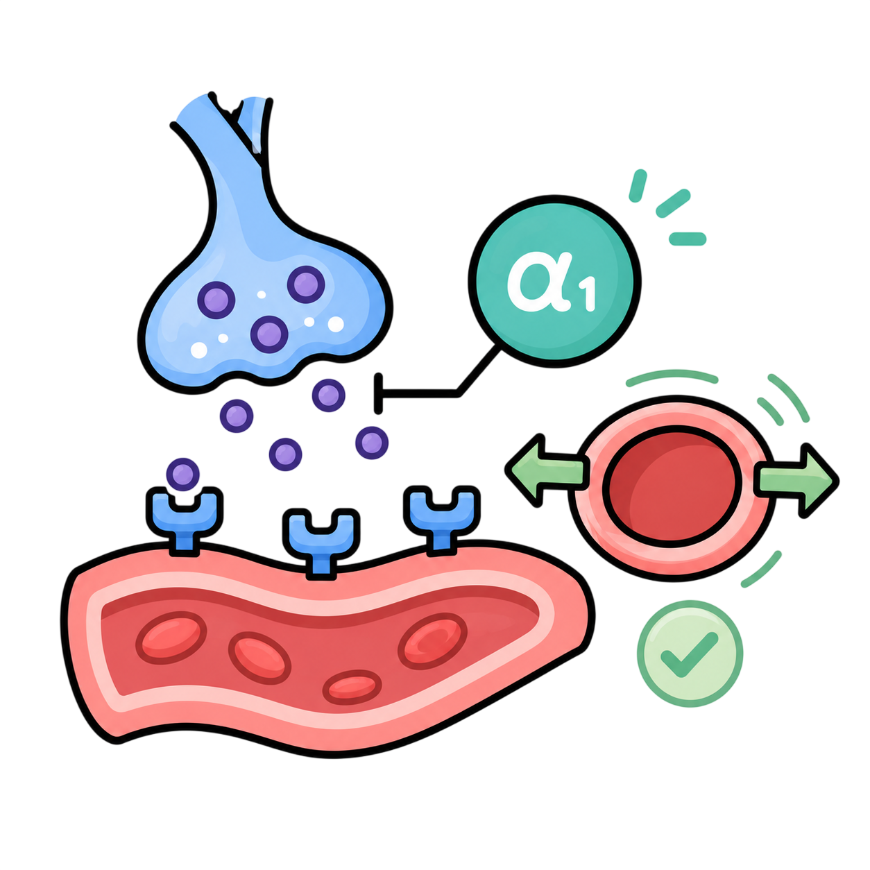 Alpha-1 adrenergic Blocker
